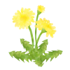 たんぽぽの花　透過PNG