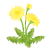 たんぽぽの花　透過PNG