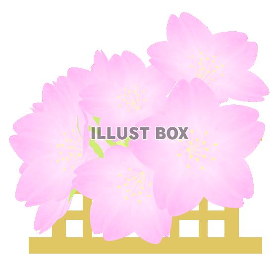 ひな祭り・桜