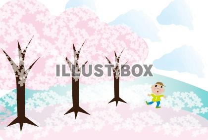 お花見の桜の風景と子供