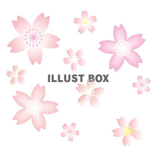 イラスト　桜の花【透過PNG】