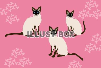 無料イラスト 可愛いピンクの背景のシャム猫のイラスト