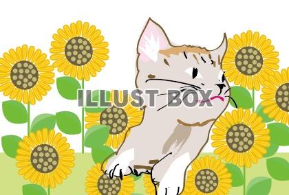 可愛い子猫とヒマワリの花のイラストです