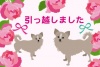 引っ越しのお知らせの可愛い犬のペット