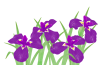 菖蒲の花６・紫
