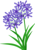 アガパンサスの花【透過PNG】