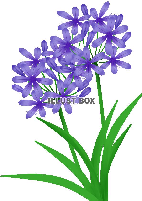 無料イラスト アガパンサスの花 透過png