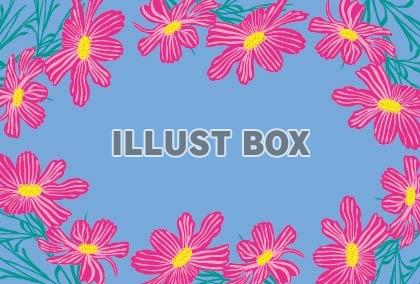 秋の花、コスモスのフレーム枠