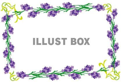 無料イラスト 紫のラベンダーの花の白地フレーム枠