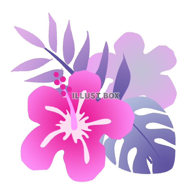 ハイビスカスの花ピンク　透過ＰＮＧ