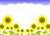 ひまわり畑2【透過PNG】
