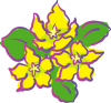 Lysimachia(コナスビ)