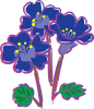 Phacelia campanularia