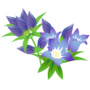 りんどうの花イラスト1【透過PNG】