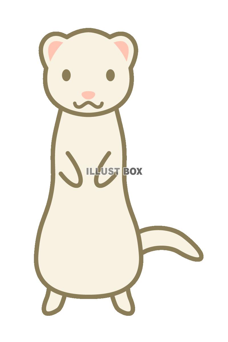 フェレットのイラスト3　(透過PNG)