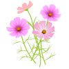 コスモスの花イラスト【透過PNG】