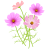 コスモスの花イラスト【透過PNG】