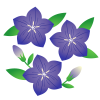 桔梗の花イラスト【透過PNG】