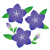 桔梗の花イラスト【透過PNG】