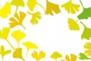 秋のイチョウの黄色い葉っぱのフレーム枠PNG