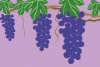 紫のブドウのイラスト
