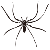 【ハロウィン素材】クモ　蜘蛛