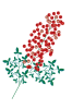 お正月の年賀状に使える南天の実のPNG