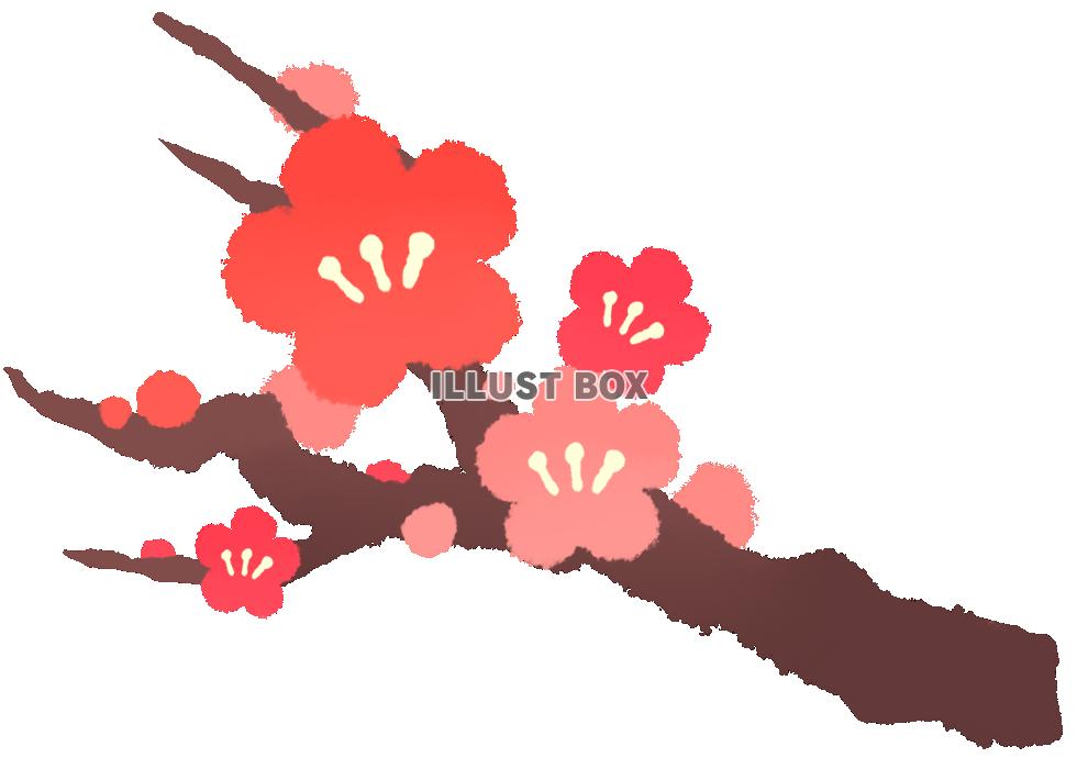 無料イラスト 梅の花 透過png