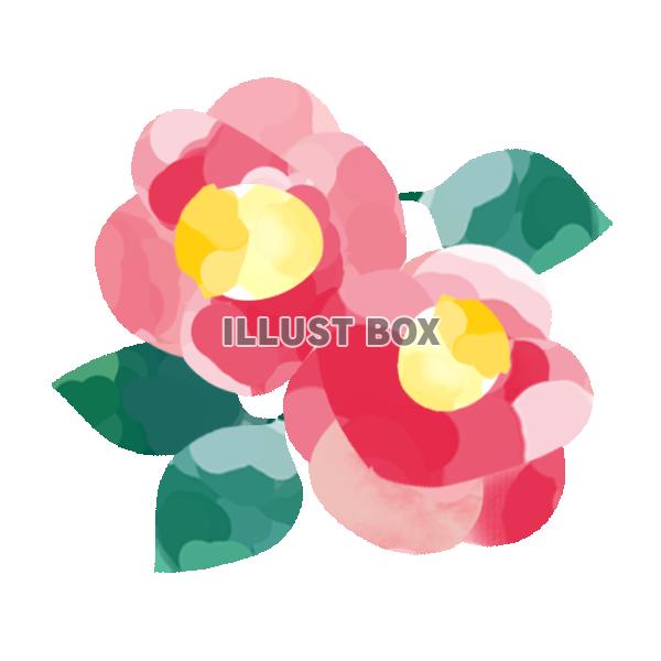 椿の花　透過PNG