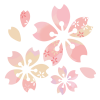 桜の花3つ　透過PNG