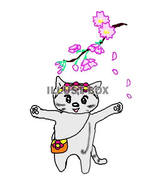 ねこまる・・・お花見をする【透過】ＰＮＧ