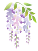 藤の花　透過ＰＮＧ