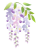 藤の花　透過ＰＮＧ
