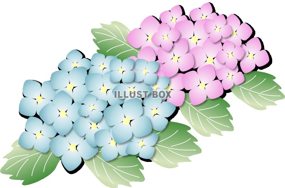 ブルー・ピンク　２色あじさい　透過png