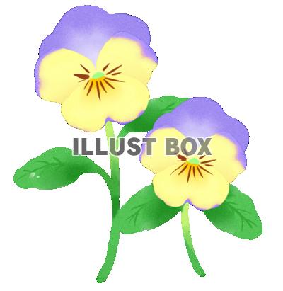 無料イラスト パンジーの花 透過png