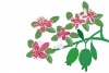 フェイジョアの花と実のイラスト