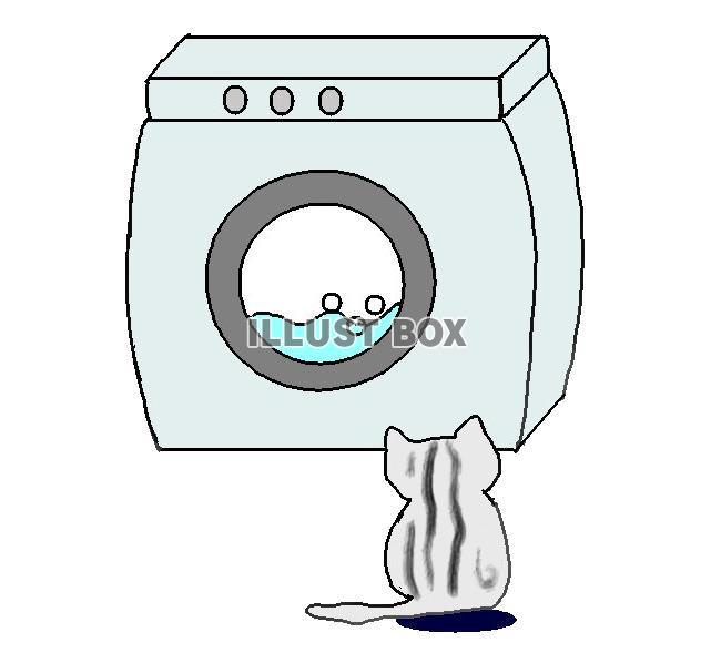 無料イラスト ねこまる 洗濯機に興味を持つ 透過 Png