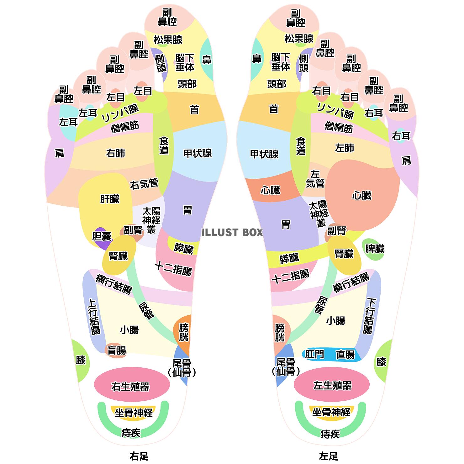 無料イラスト 足つぼ図 Png Cseps