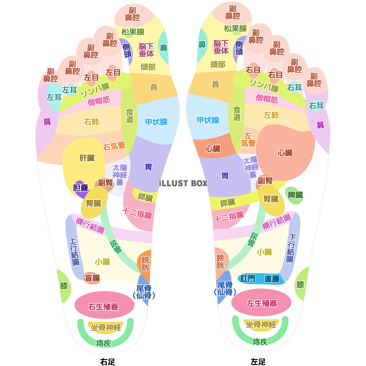 無料イラスト 足つぼ名称 Png Cseps