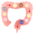小腸・大腸のサイクル（png・CSeps）