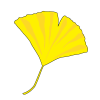 イチョウの葉の黄色のPNG透過素材