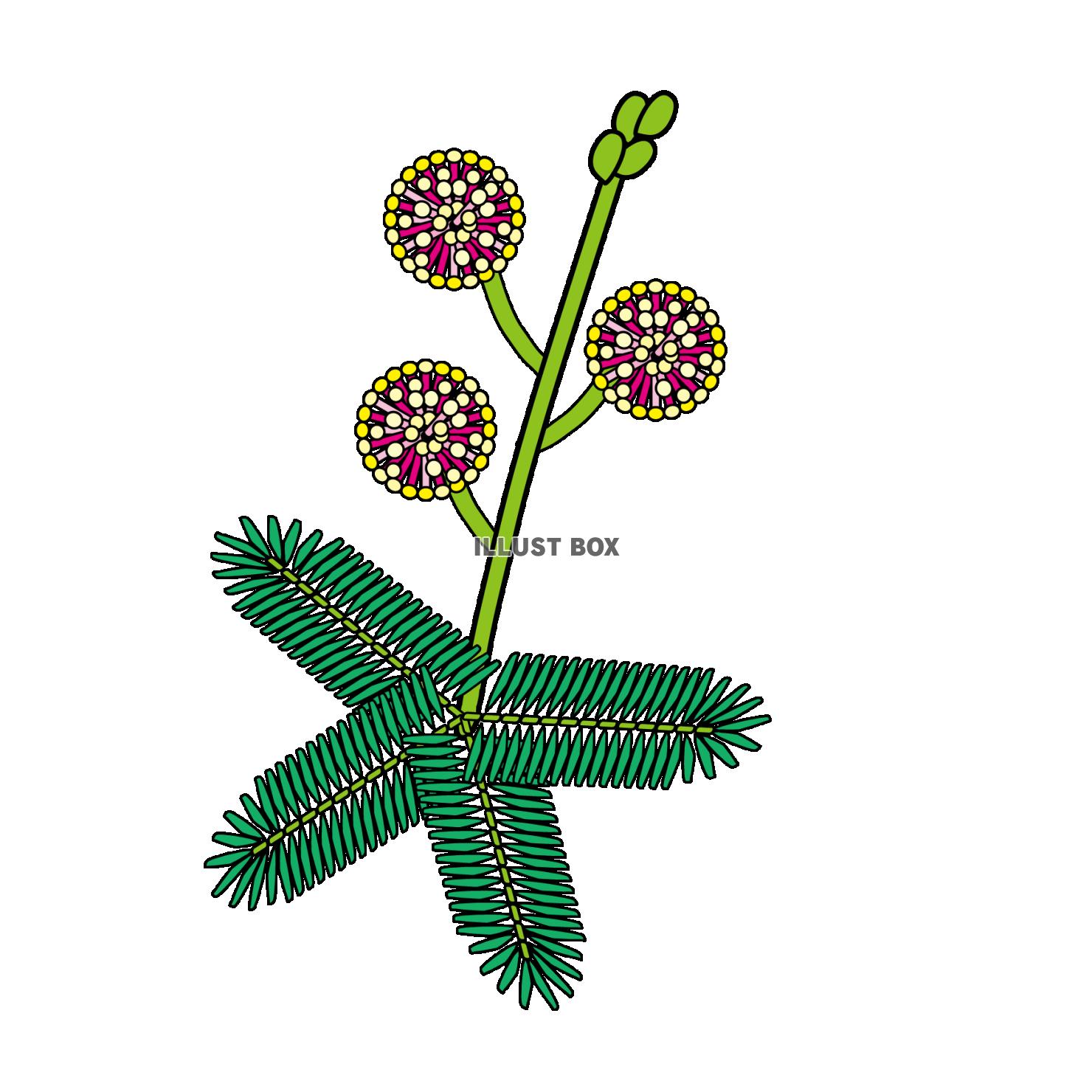 オジギソウの秋の草花のPNG透過素材