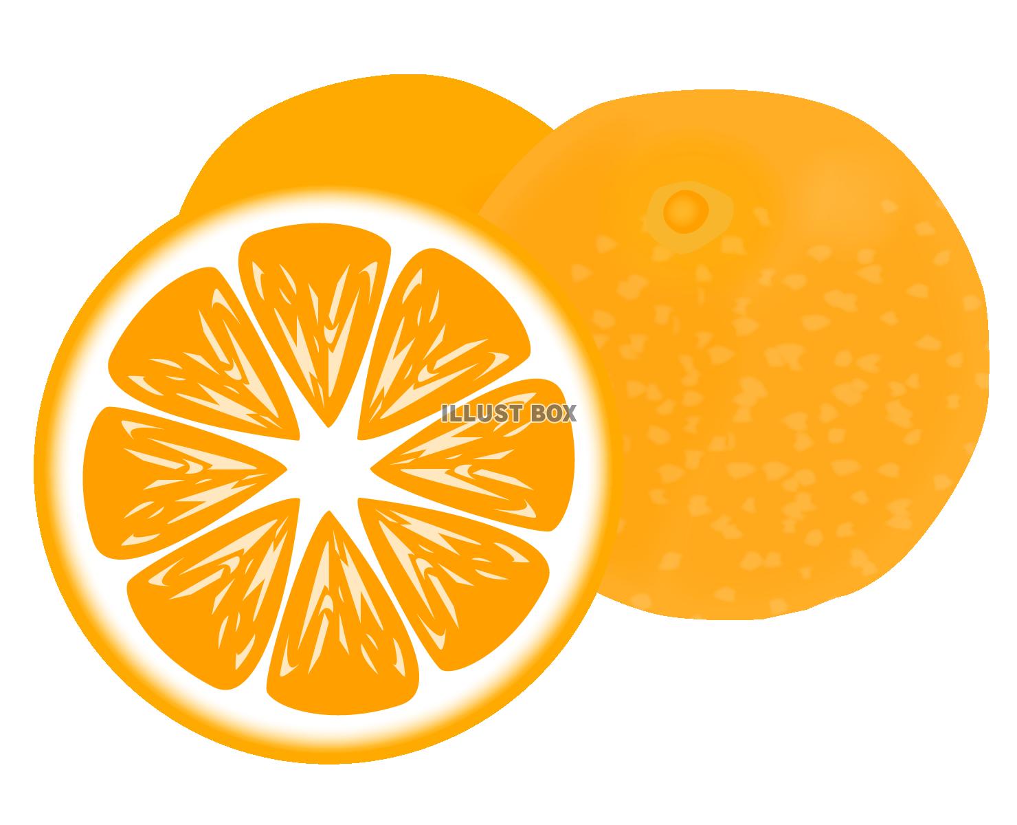 Hd限定オレンジ イラスト フリー 美しい花の画像