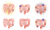 小腸、大腸アイコンセット（表情無し）（png・CSeps）