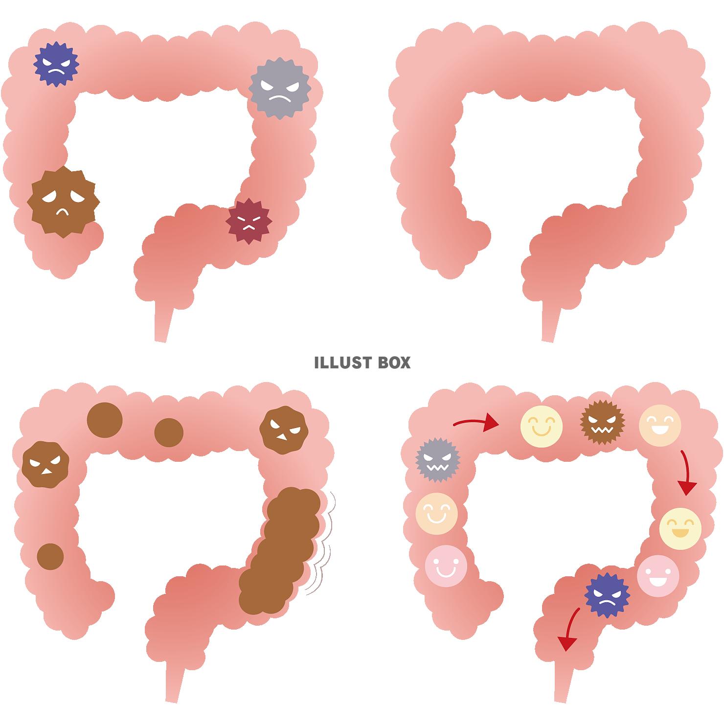 大腸 イラスト無料