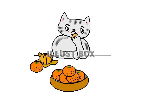 ねこまる・・・みかんを食べる【透過】PNG