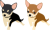チワワ（png・CSeps）