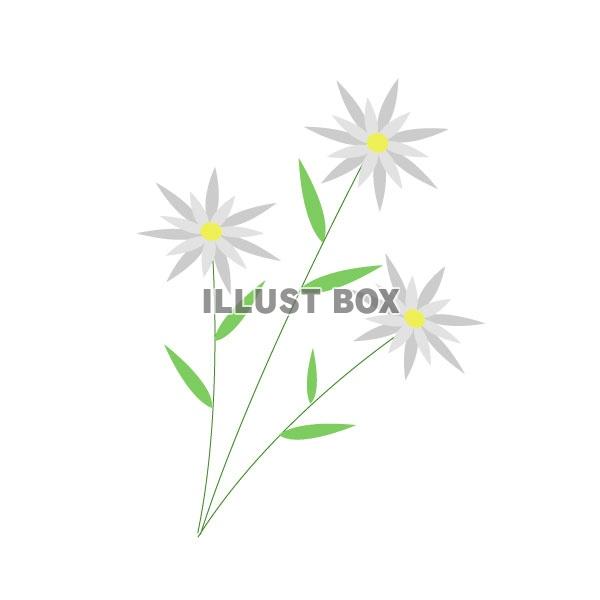 無料イラスト エーデルワイスの花１