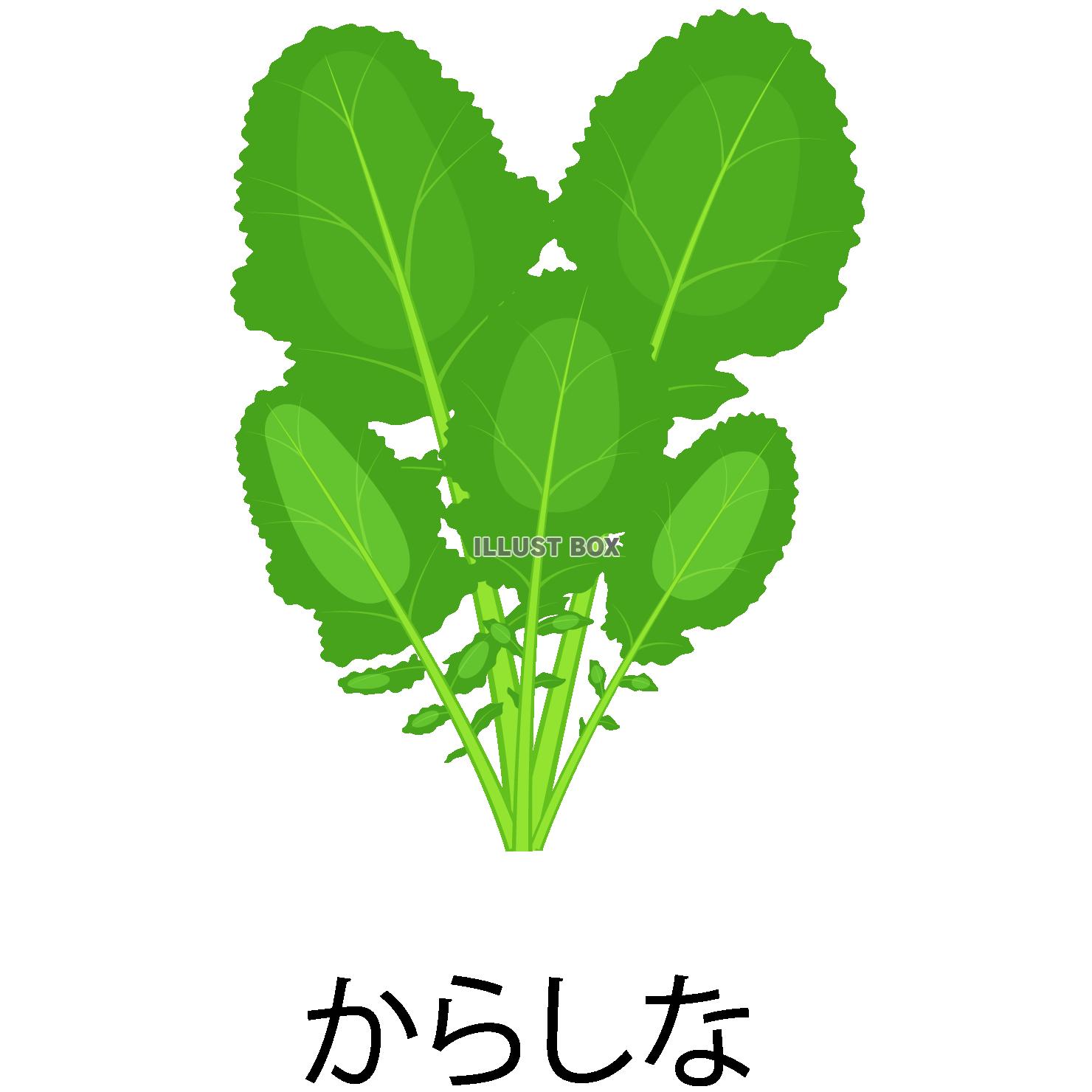 からしなアイコン(png・CSeps)