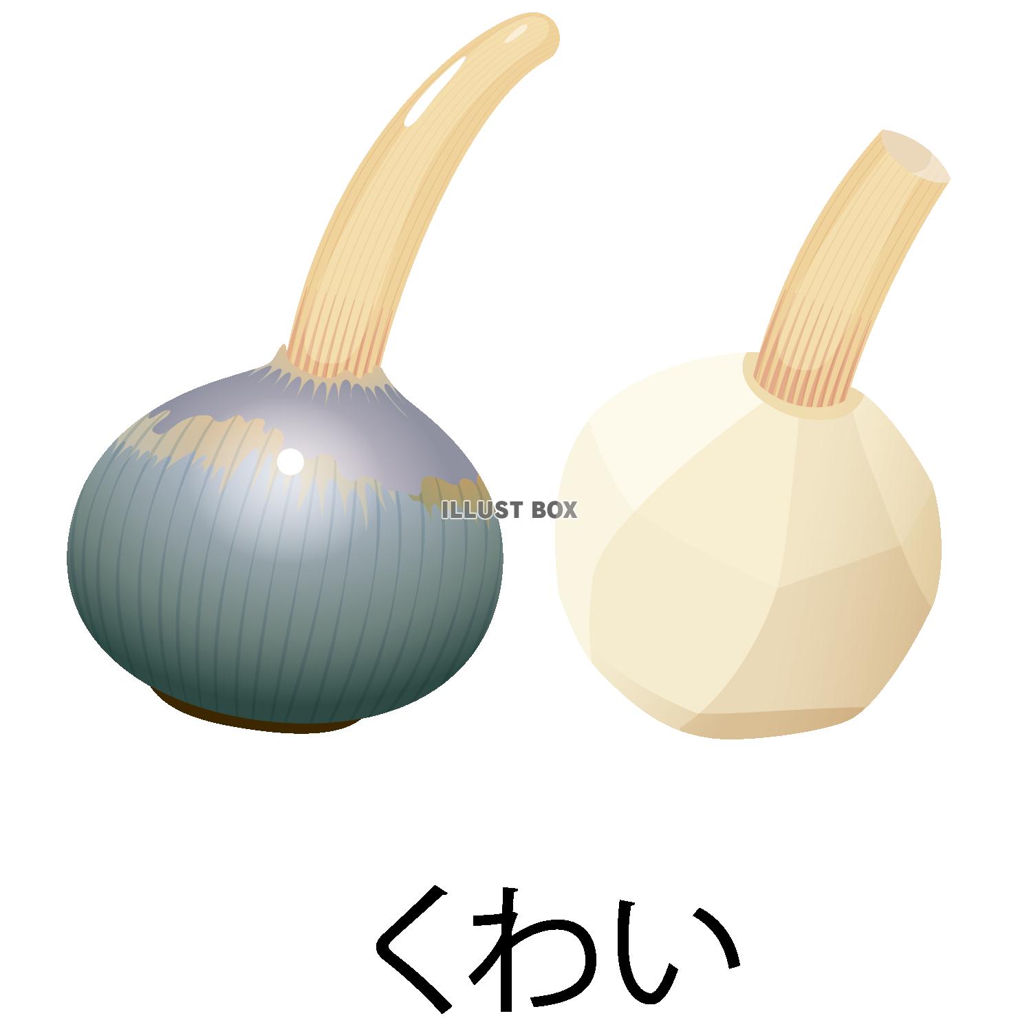 無料イラスト くわいアイコン Png Cseps